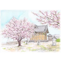 住吉神社の桜_